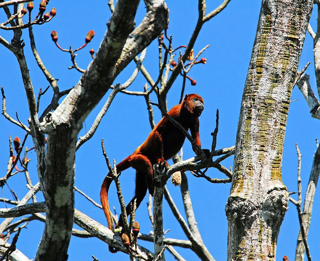 Wildlife Adventure - Amazon - Howler Monkey