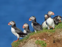 SE_Iceland_La_trabjarg_Puffins_001