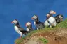 SE_Iceland_La_trabjarg_Puffins_001