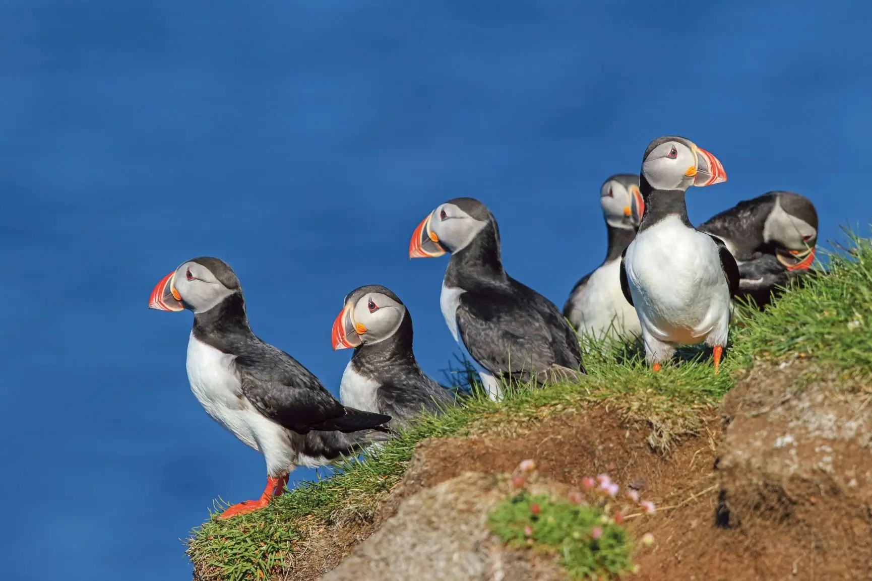 SE_Iceland_La_trabjarg_Puffins_001