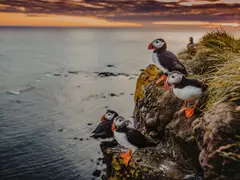Puffins Iceland-NORTHERN EUROPE, ICELAND & GREENLAND- 08
