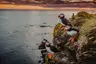 Puffins Iceland-NORTHERN EUROPE, ICELAND & GREENLAND- 08