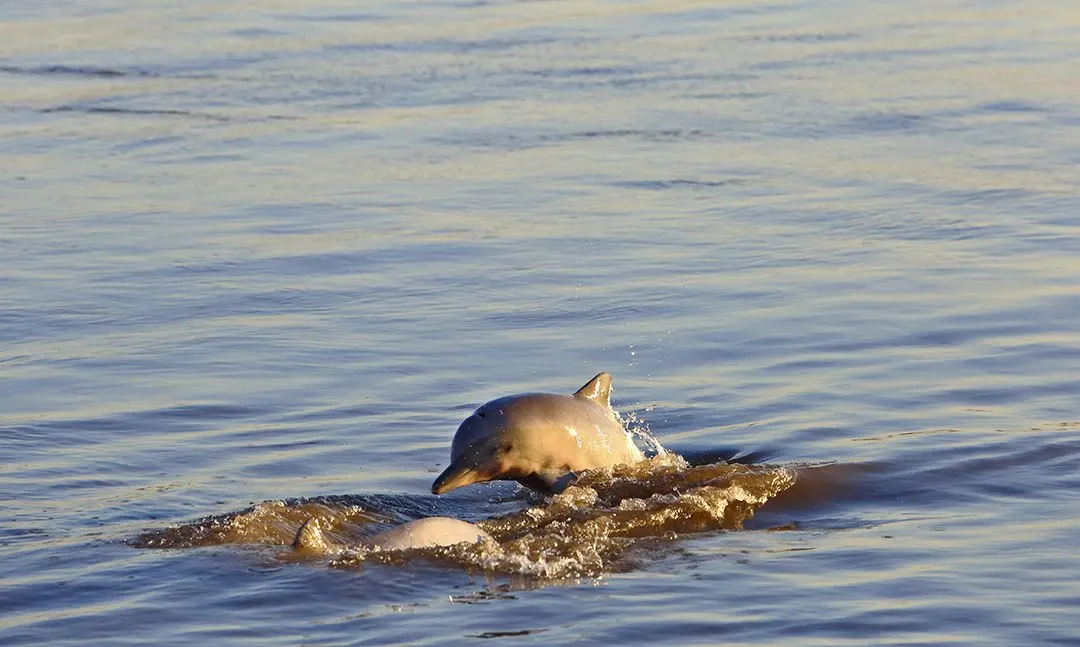 Amazon - Dolphins - 02