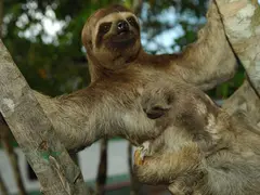 Amazon - Three Toed Sloth - 01