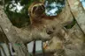 Amazon - Three Toed Sloth - 01