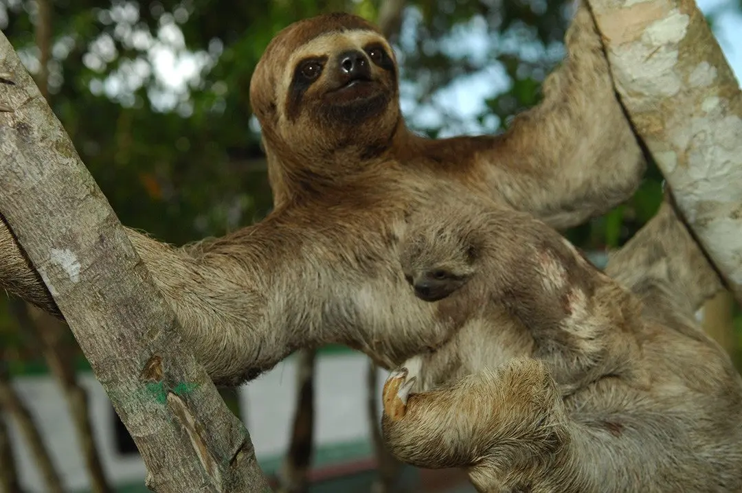 Amazon - Three Toed Sloth - 01