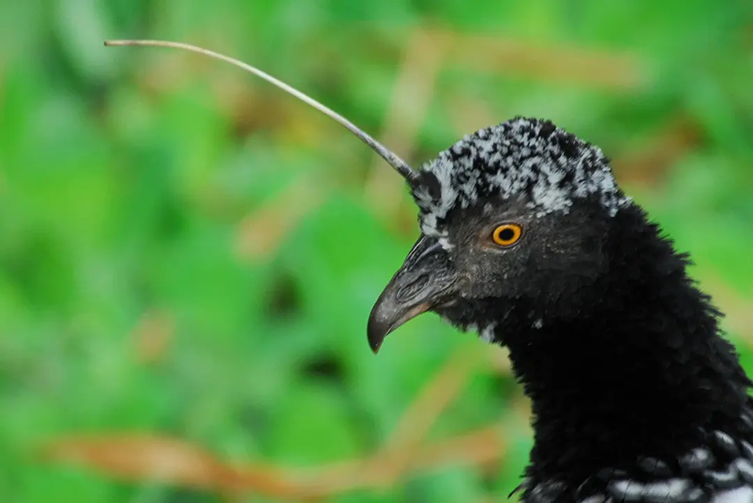 Amazon - Horned Screamer - 02