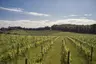 MM_21_ Estate Vineyards_Castle Backdrop