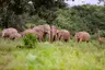 Ulagalla Elephants