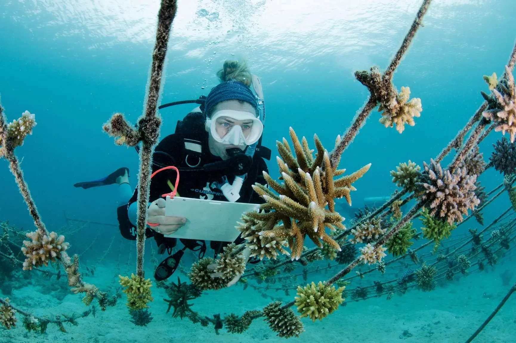 Coral Planting
