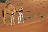 20_Emirats Arabes Unis_ Dromadaires_Desert de Fujairah©StudioPONANT_AlexandreHerbrecht