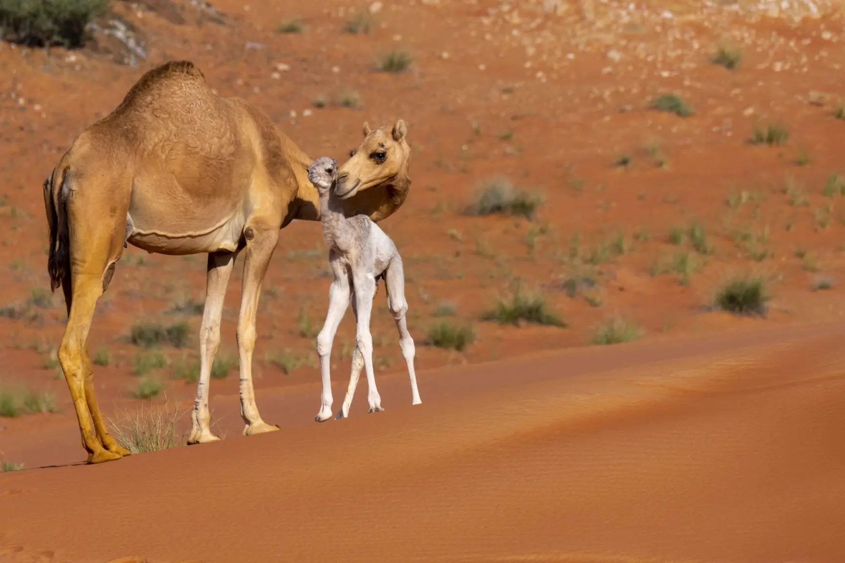 20_Emirats Arabes Unis_ Dromadaires_Desert de Fujairah©StudioPONANT_AlexandreHerbrecht