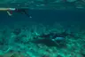 MSTS_Half Day MAnta Search trip