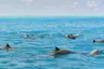 Dolphins 02