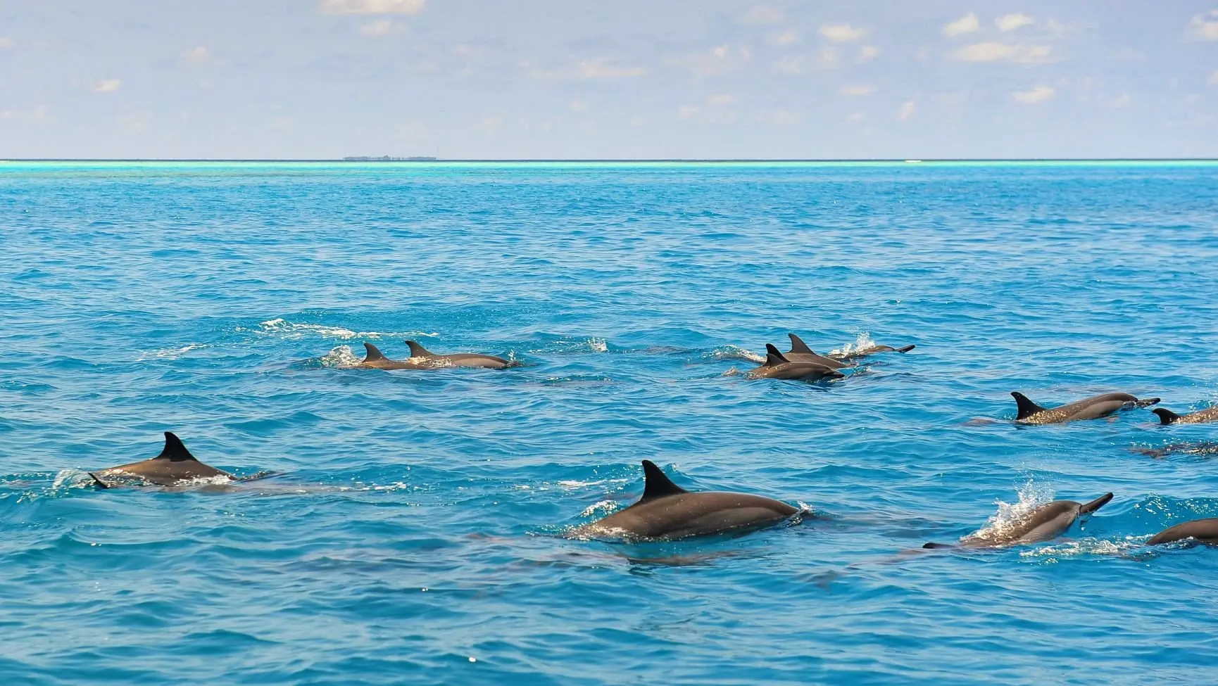 Dolphins 02