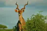 Kwandwe-kudu-bull-e1475152704653