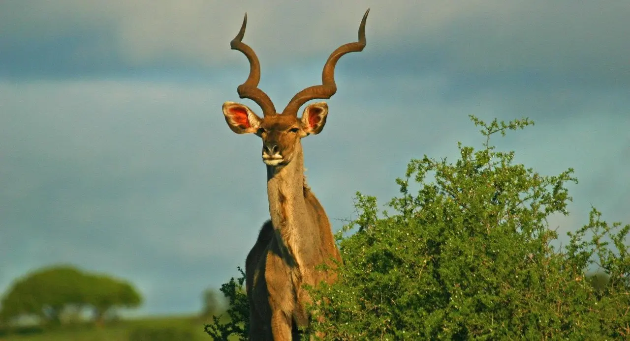 Kwandwe-kudu-bull-e1475152704653