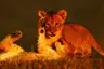 Kwandwe-lion-cubs-e1475152745562