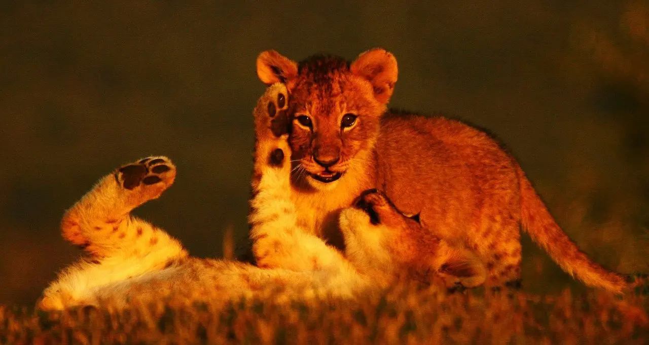 Kwandwe-lion-cubs-e1475152745562