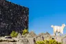 Alila-Jabal-Akhdar-Destination-Sheep-Copy-e1487324509307