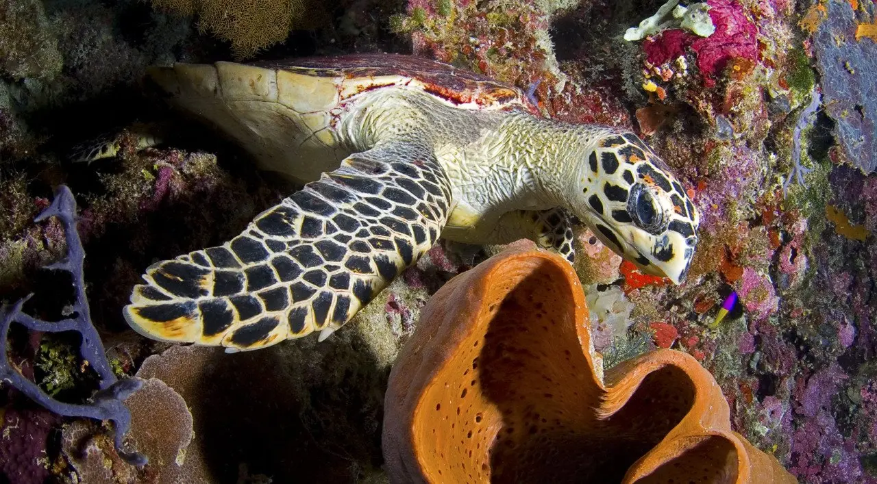 34-hawksbill-turtle-on-the-house-reef-wakatobi-resort-e1487583679743