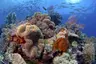 27-reef-scene-wakatobi-mark-snyder