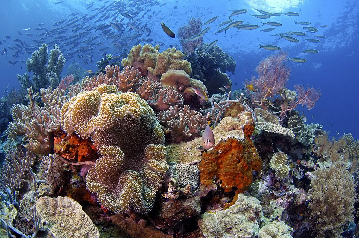 27-reef-scene-wakatobi-mark-snyder